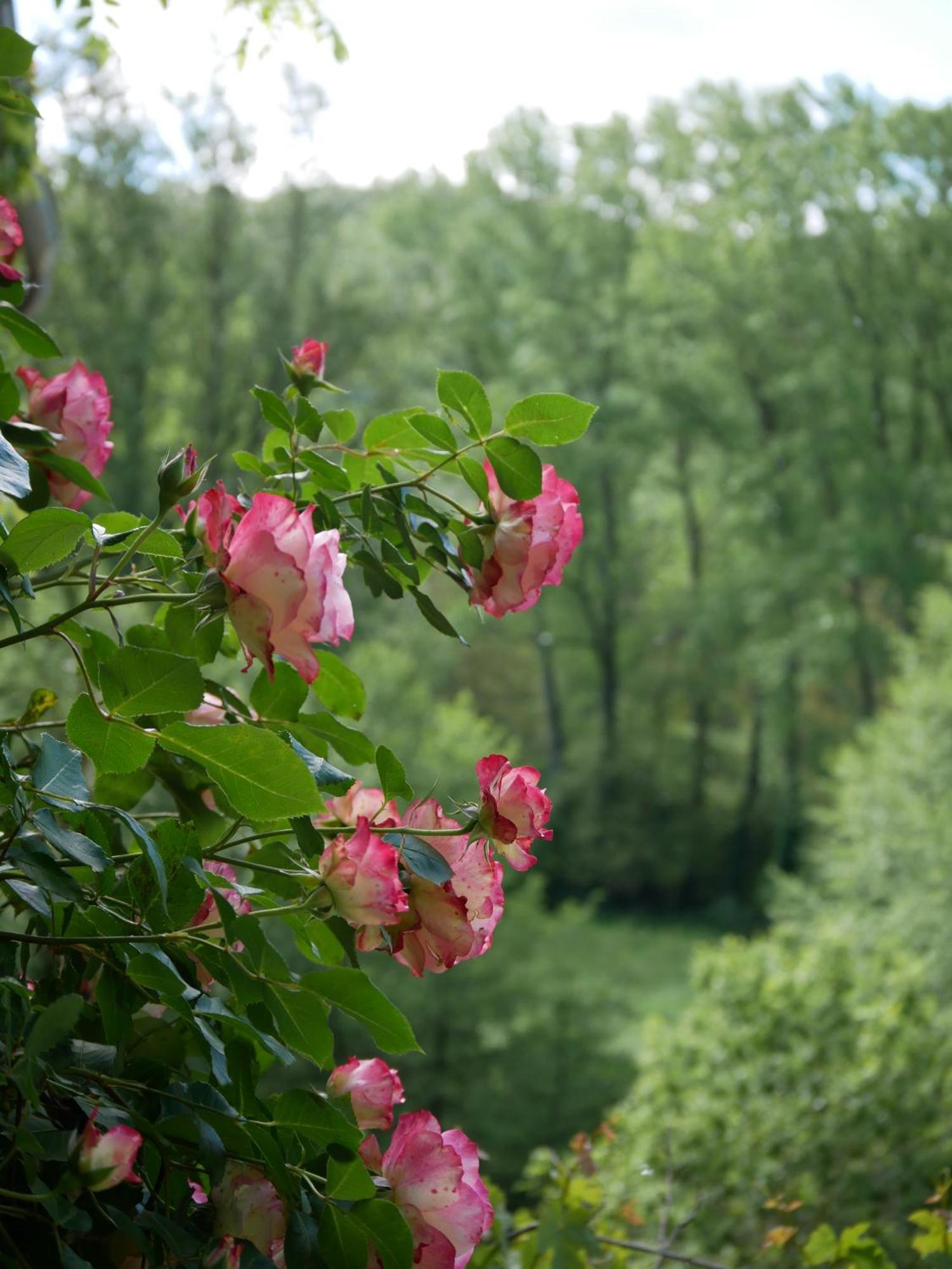 Les Jardins De Lumiere Bed & Breakfast Brusque Bagian luar foto